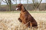 SETTER IRLANDAIS 337